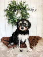 Canoli, a female Cavapoo and Goldendoodle for sale in Montezuma, GA – 2 of 10