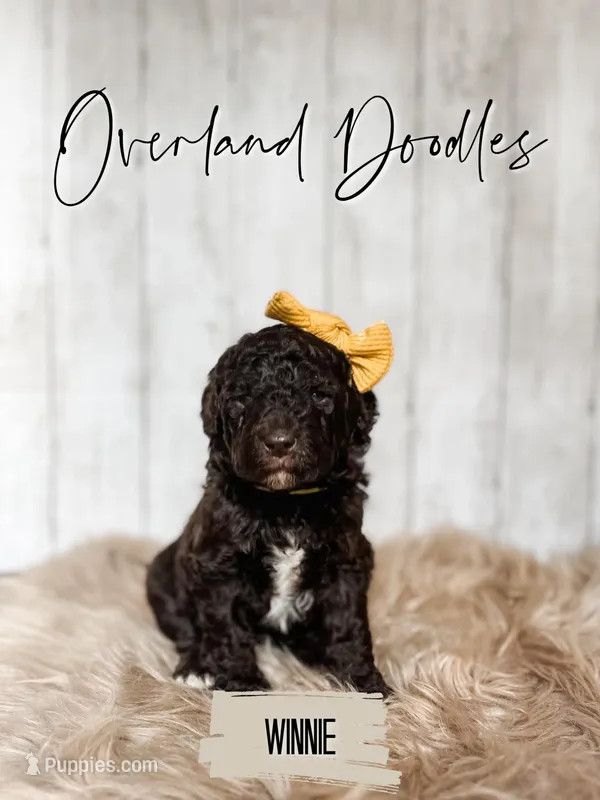 Winnie – Labradoodle puppy for sale in Montezuma, GA