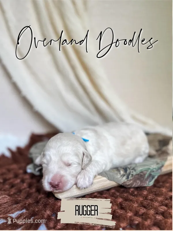 Rugger – Labradoodle puppy for sale in Montezuma, GA