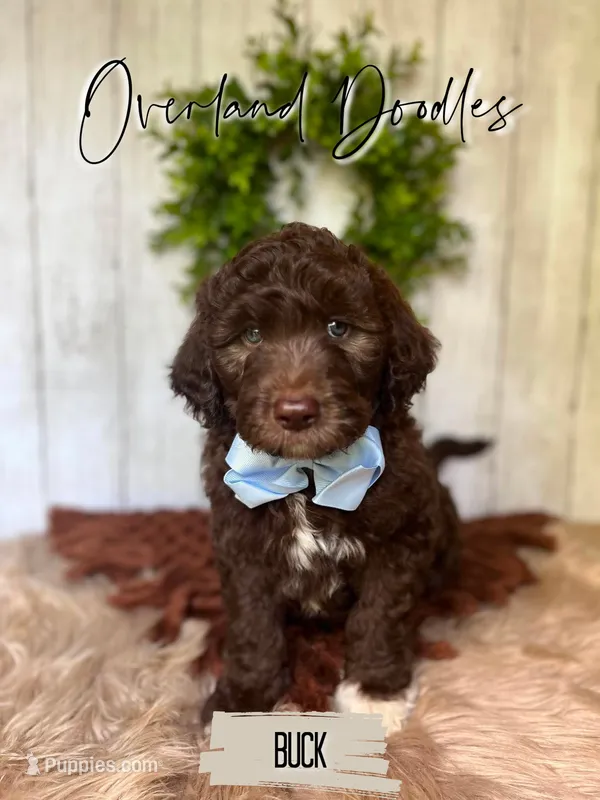Buck – Labradoodle puppy for sale in Montezuma, GA