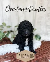 Cardamon, a male Goldendoodle for sale in Montezuma, GA – 4 of 8