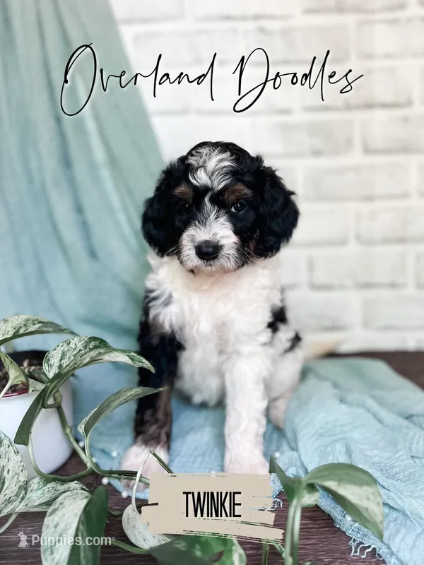 Twinkie – Cavapoo, Goldendoodle puppy for sale in Montezuma, GA