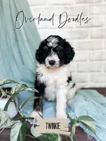Twinkie, a female Cavapoo and Goldendoodle for sale in Montezuma, GA – 1 of 10