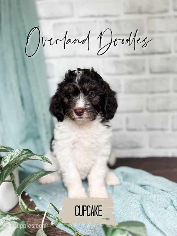 Cupcake – Cavapoo, Goldendoodle puppy for sale in Montezuma, GA