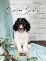 Cupcake, a female Cavapoo and Goldendoodle for sale in Montezuma, GA – 1 of 10