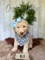 Nellie, a female Labradoodle for sale in Montezuma, GA – 2 of 9