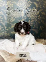 Cupcake, a female Cavapoo and Goldendoodle for sale in Montezuma, GA – 4 of 10