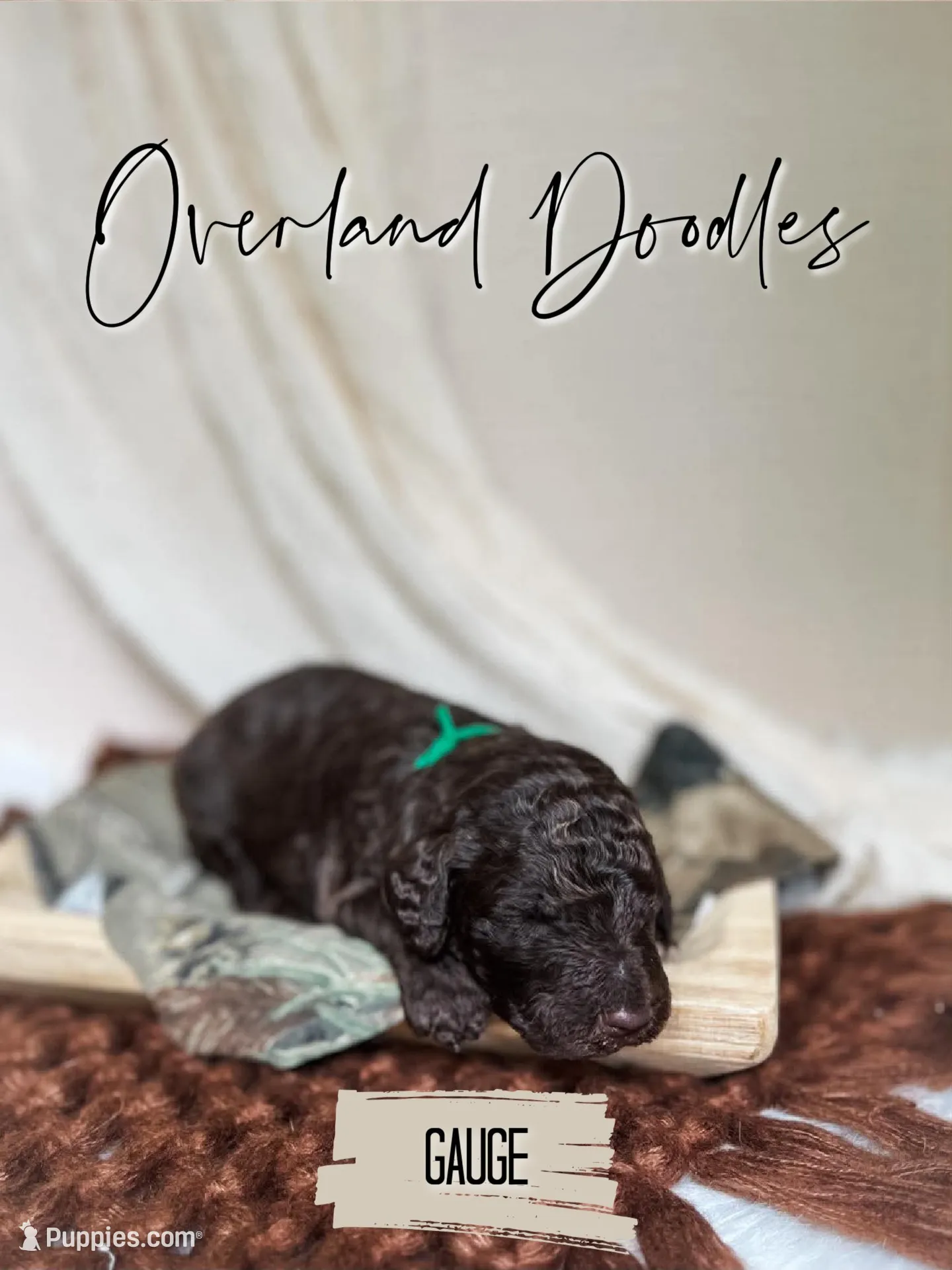 Gauge, a male Labradoodle for sale in Montezuma, GA – 1 of 5