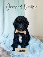 Cardamon, a male Goldendoodle for sale in Montezuma, GA – 3 of 8