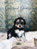 Canoli, a female Cavapoo and Goldendoodle for sale in Montezuma, GA – 4 of 10