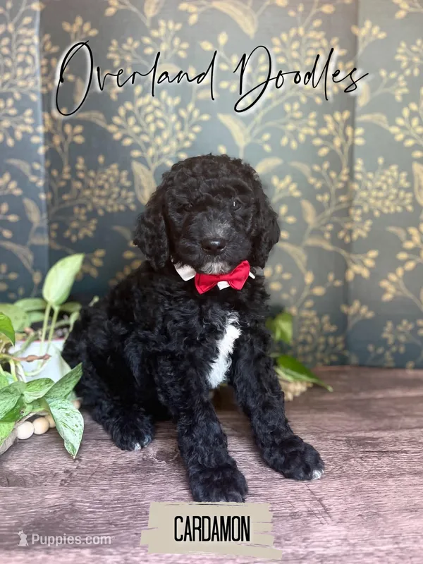 Cardamon – Goldendoodle puppy for sale in Montezuma, GA