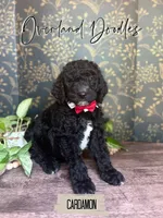 Cardamon, a male Goldendoodle for sale in Montezuma, GA – 1 of 8