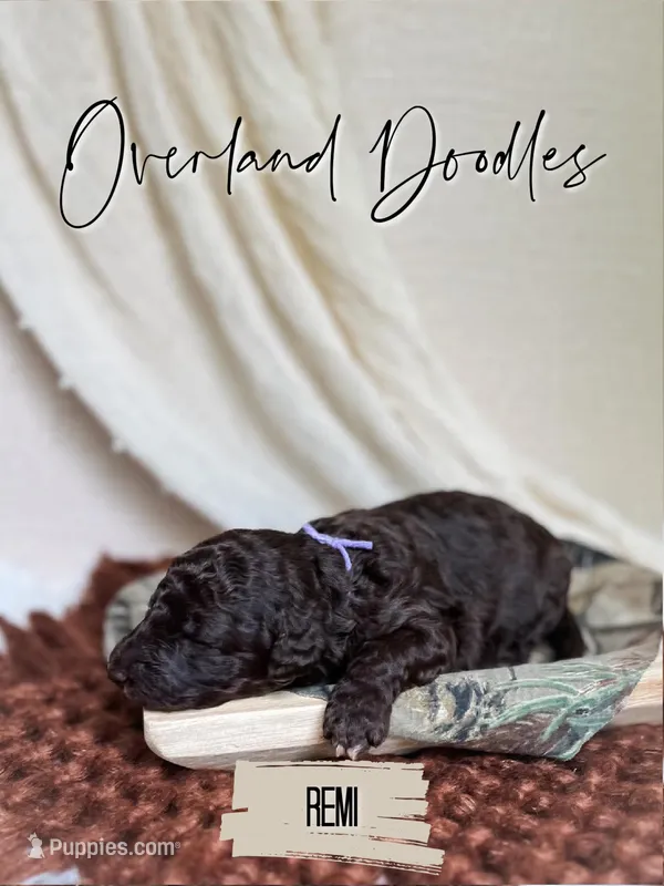 Remi – Labradoodle puppy for sale in Montezuma, GA