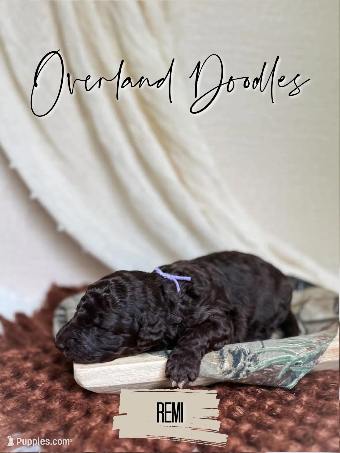 Remi, a female Labradoodle for sale in Montezuma, GA – 1 of 5