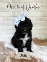 Cayenne, a female Goldendoodle for sale in Montezuma, GA – 2 of 8