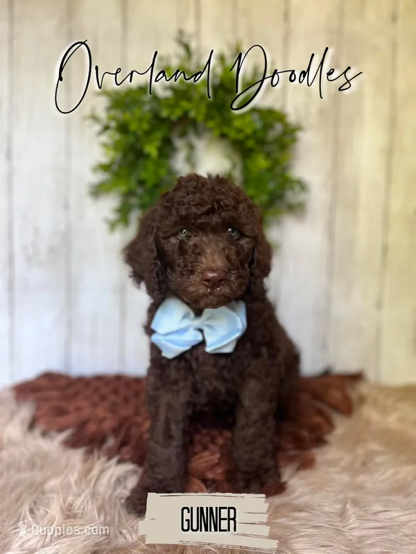 Gunner – Labradoodle puppy for sale in Montezuma, GA