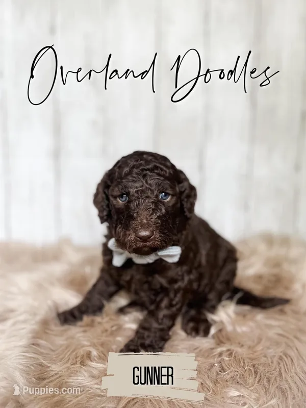 Gunner – Labradoodle puppy for sale in Montezuma, GA