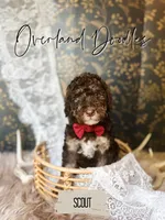 Scout, a male Labradoodle for sale in Montezuma, GA – 3 of 8