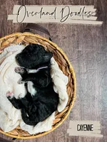 Cayenne, a female Goldendoodle for sale in Montezuma, GA – 7 of 8
