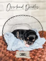 Canoli, a female Cavapoo and Goldendoodle for sale in Montezuma, GA – 7 of 10