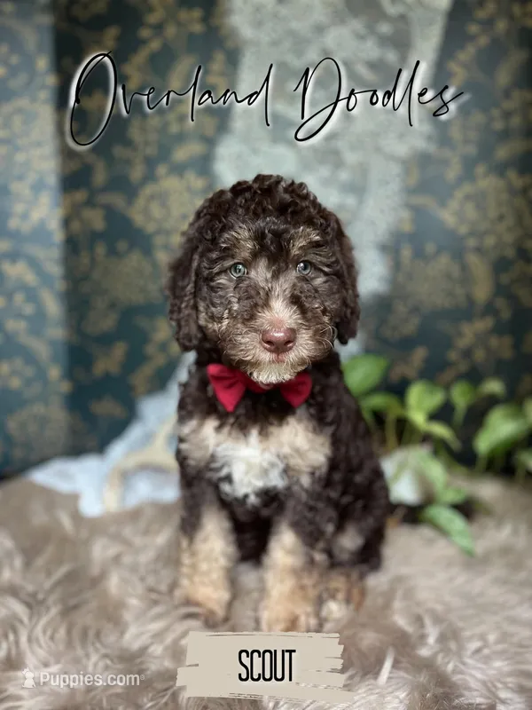 Scout – Labradoodle puppy for sale in Montezuma, GA