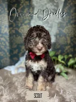 Scout, a male Labradoodle for sale in Montezuma, GA – 1 of 8