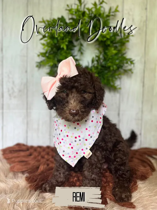 Remi – Labradoodle puppy for sale in Montezuma, GA
