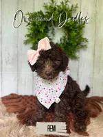 Remi, a female Labradoodle for sale in Montezuma, GA – 2 of 10