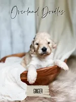 Ginger, a female Goldendoodle for sale in Montezuma, GA – 5 of 8
