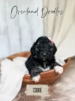 Cookie, a female Goldendoodle for sale in Montezuma, GA – 5 of 8