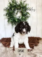 Cupcake, a female Cavapoo and Goldendoodle for sale in Montezuma, GA – 2 of 10