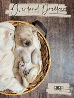Ginger, a female Goldendoodle for sale in Montezuma, GA – 7 of 8