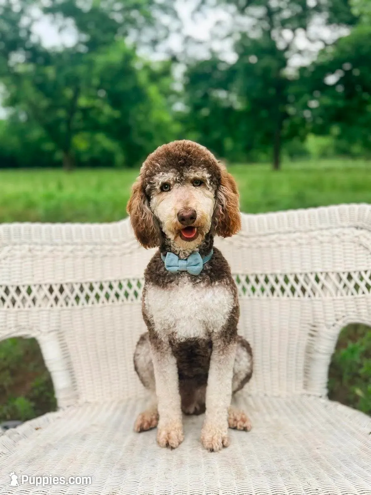 Nellie, a female Labradoodle for sale in Montezuma, GA – 9 of 9