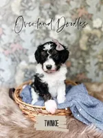 Twinkie, a female Cavapoo and Goldendoodle for sale in Montezuma, GA – 3 of 10