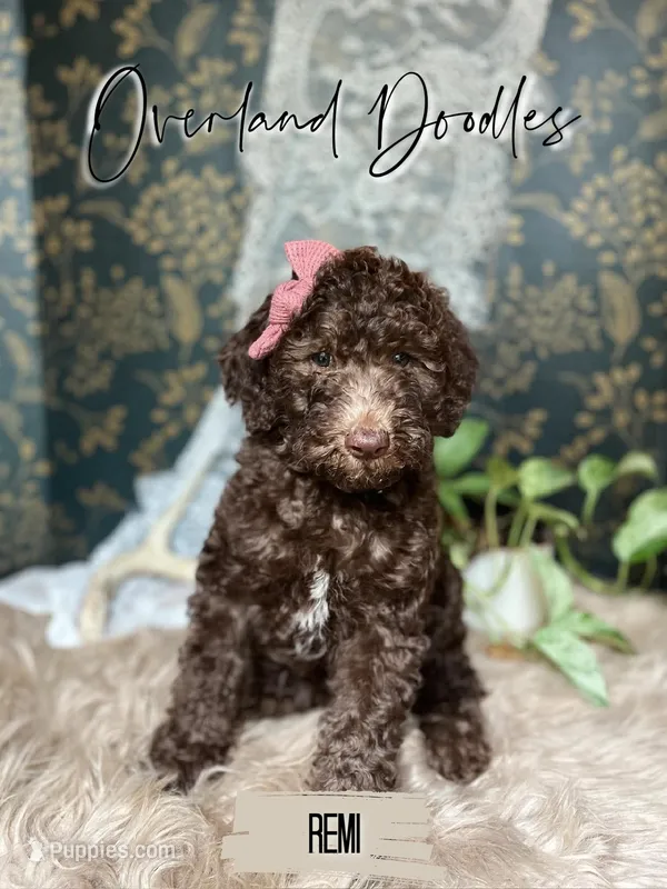 Remi – Labradoodle puppy for sale in Montezuma, GA