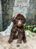 Remi, a female Labradoodle for sale in Montezuma, GA – 1 of 10