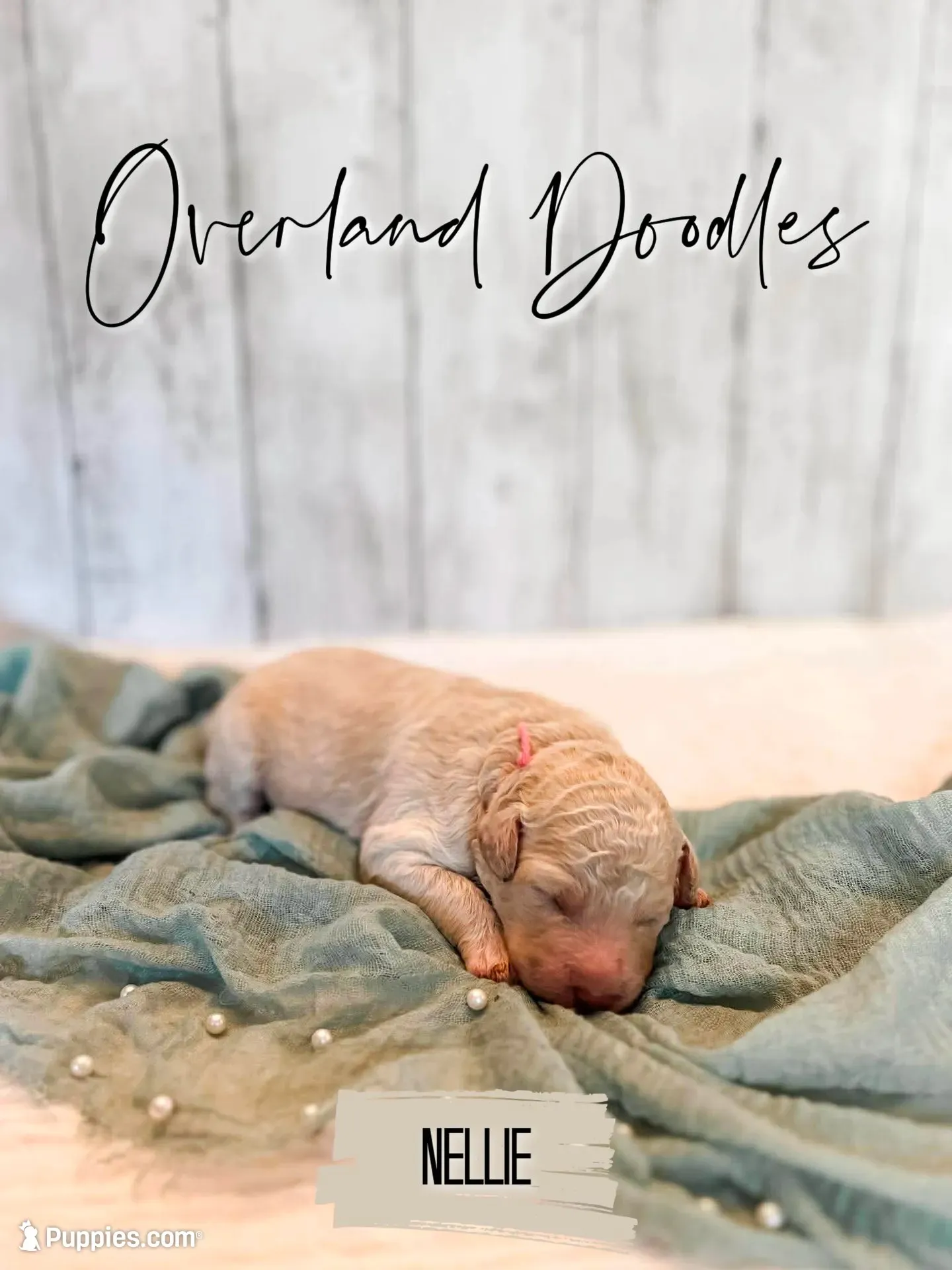 Nellie, a female Labradoodle for sale in Montezuma, GA – 7 of 9