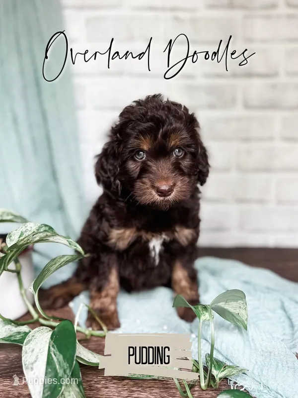 Pudding – Cavapoo, Goldendoodle puppy for sale in Montezuma, GA
