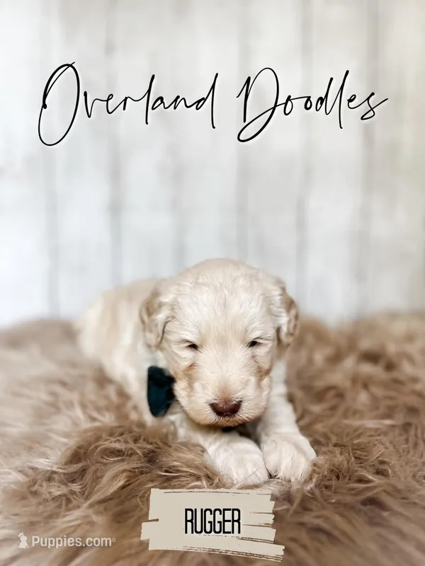 Rugger – Labradoodle puppy for sale in Montezuma, GA