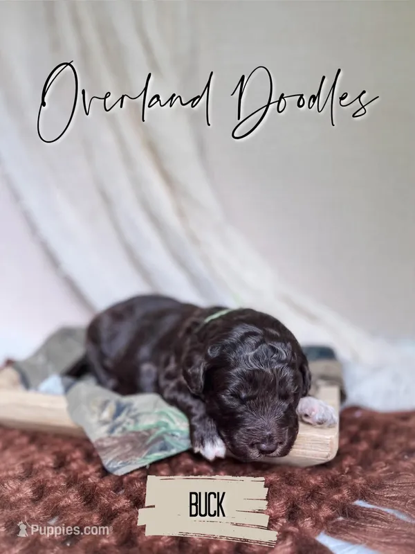 Buck – Labradoodle puppy for sale in Montezuma, GA