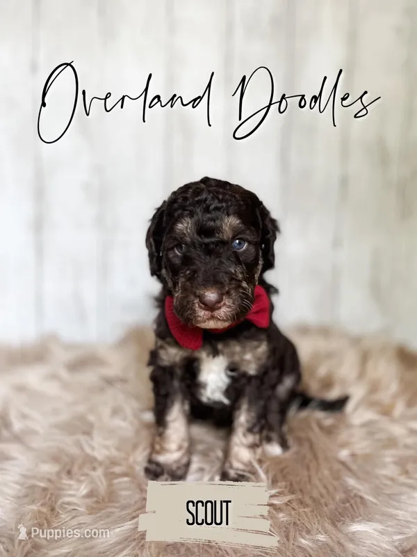Scout – Labradoodle puppy for sale in Montezuma, GA