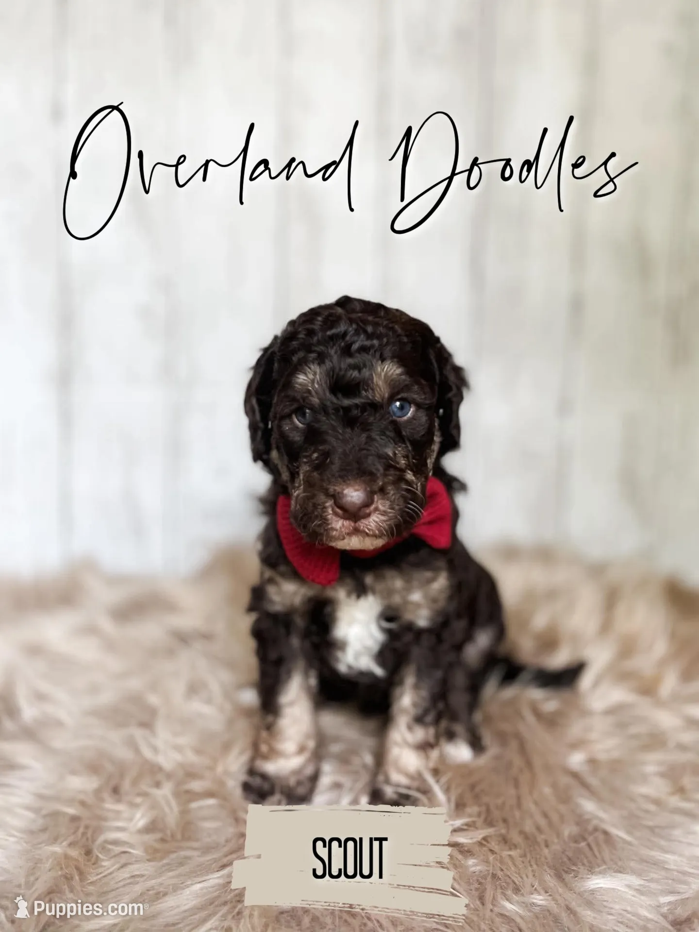 Scout, a male Labradoodle for sale in Montezuma, GA – 4 of 8
