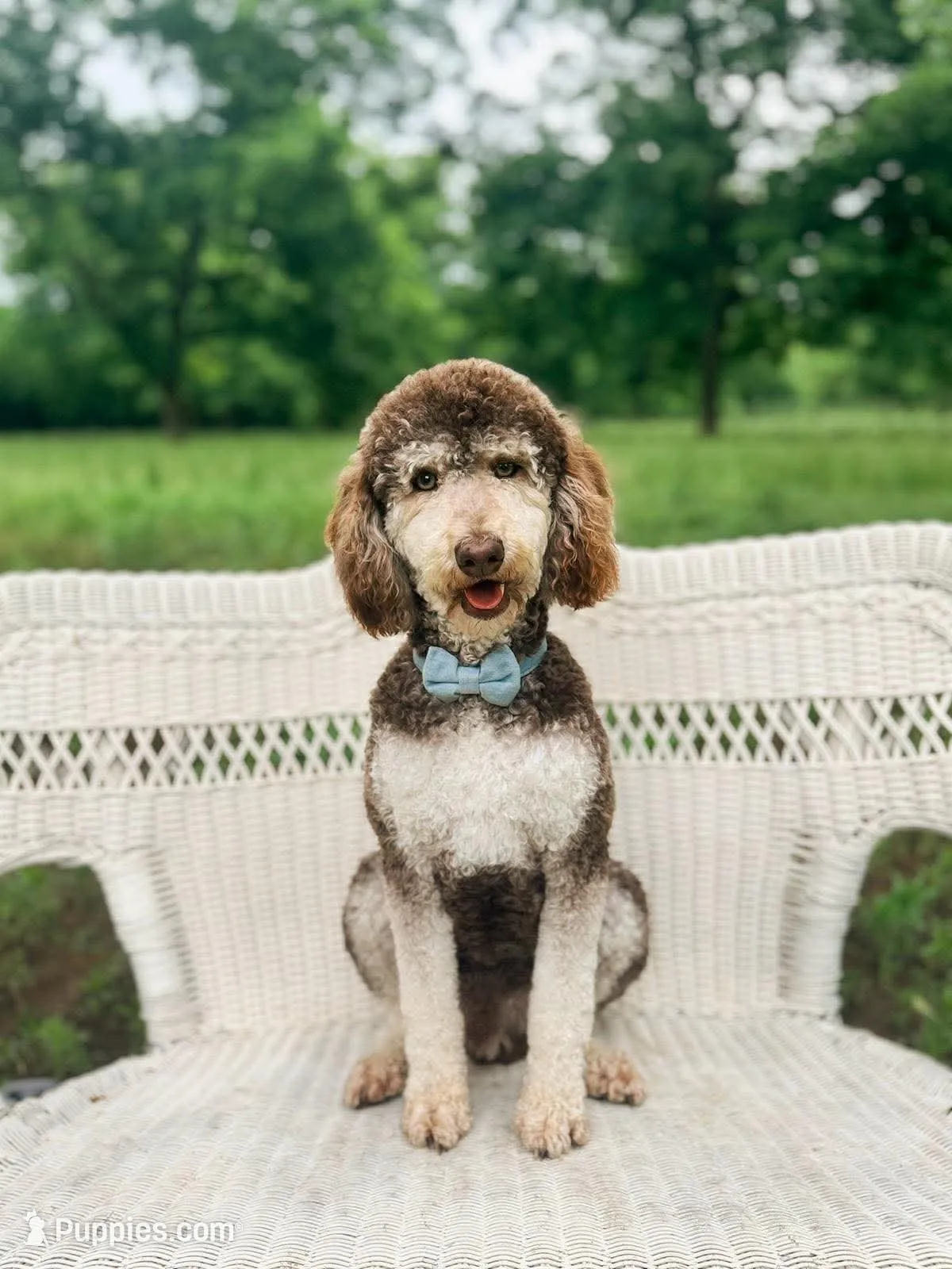 Gauge, a male Labradoodle for sale in Montezuma, GA – 10 of 10