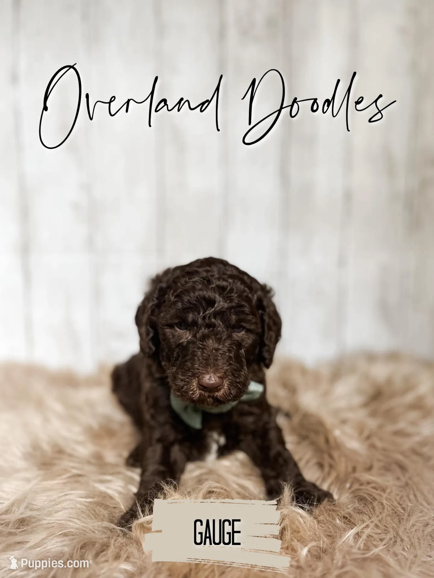Gauge, a male Labradoodle for sale in Montezuma, GA – 5 of 10