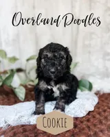 Cookie, a female Goldendoodle for sale in Montezuma, GA – 4 of 8