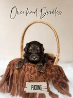 Pudding, a female Cavapoo and Goldendoodle for sale in Montezuma, GA – 4 of 7