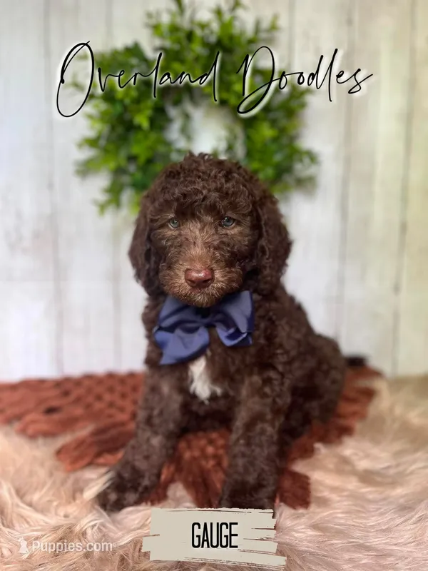 Gauge – Labradoodle puppy for sale in Montezuma, GA