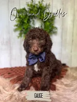Gauge, a male Labradoodle for sale in Montezuma, GA – 2 of 10