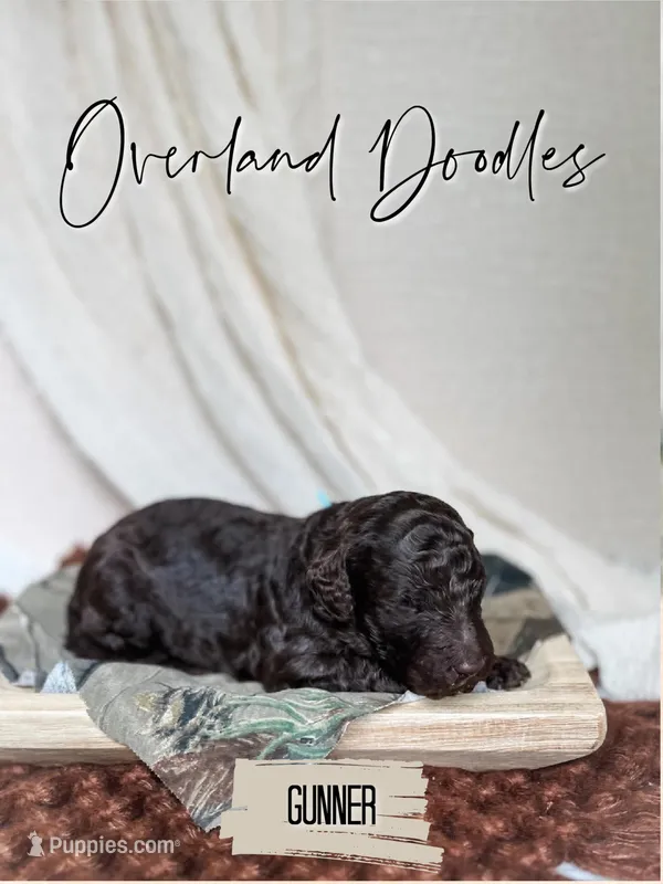 Gunner – Labradoodle puppy for sale in Montezuma, GA