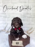 Buck, a male Labradoodle for sale in Montezuma, GA – 4 of 10